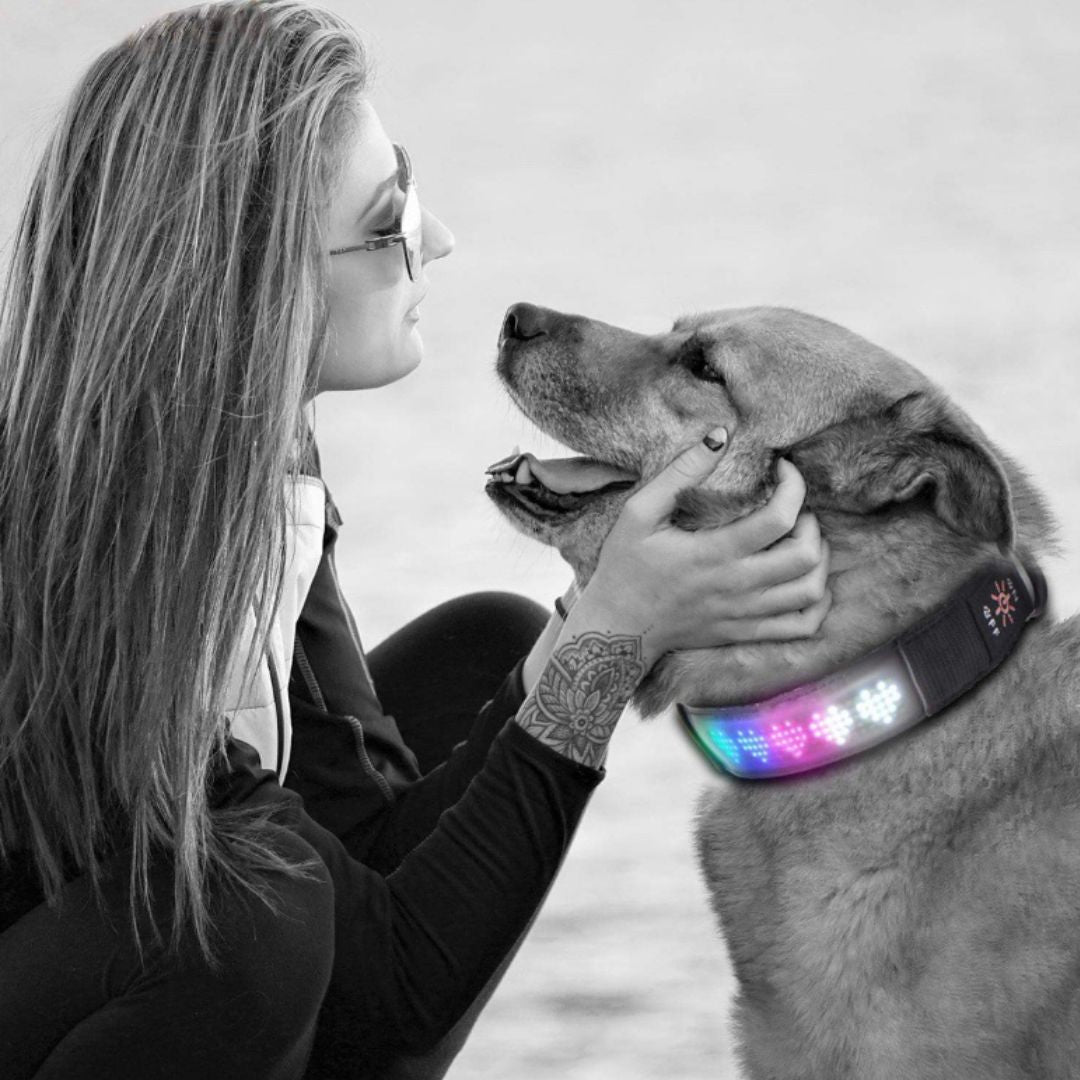 Led Display Dog Collar