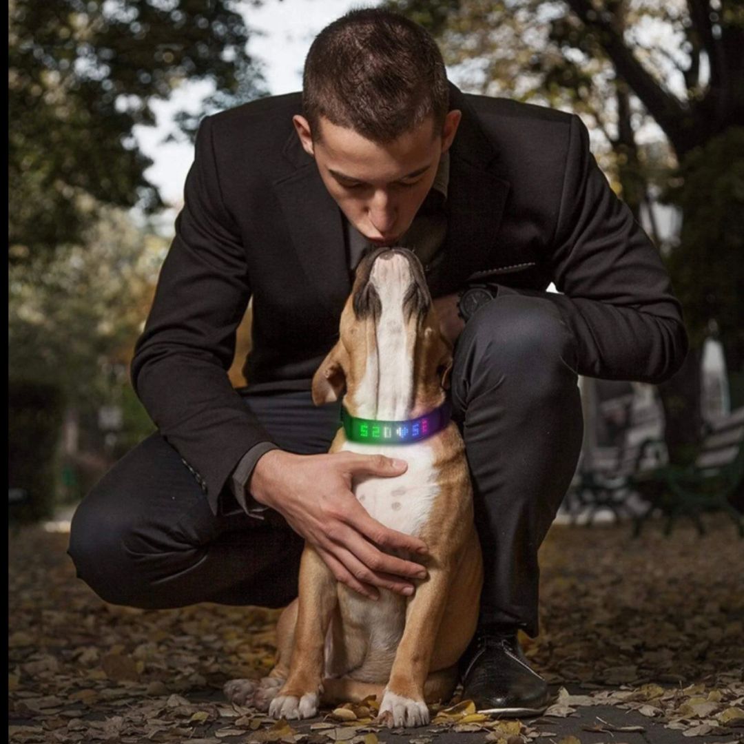 Led Display Dog Collar