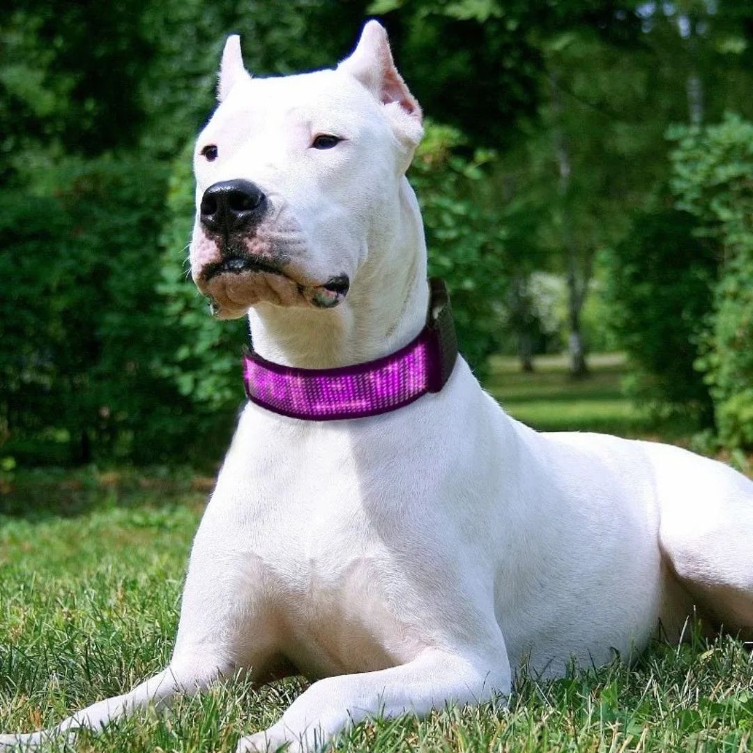 Led Display Dog Collar