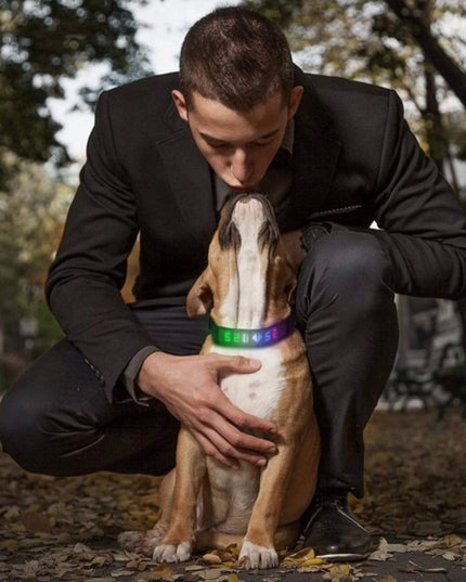 Led Display Dog Collar