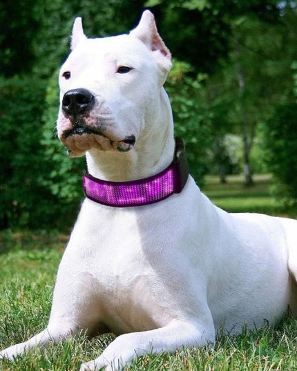 Led Display Dog Collar